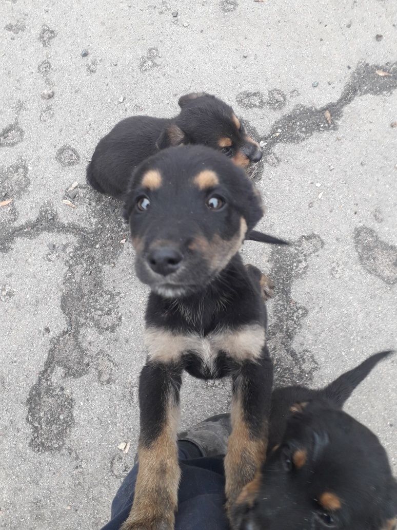 Віддаю в добрі руки
