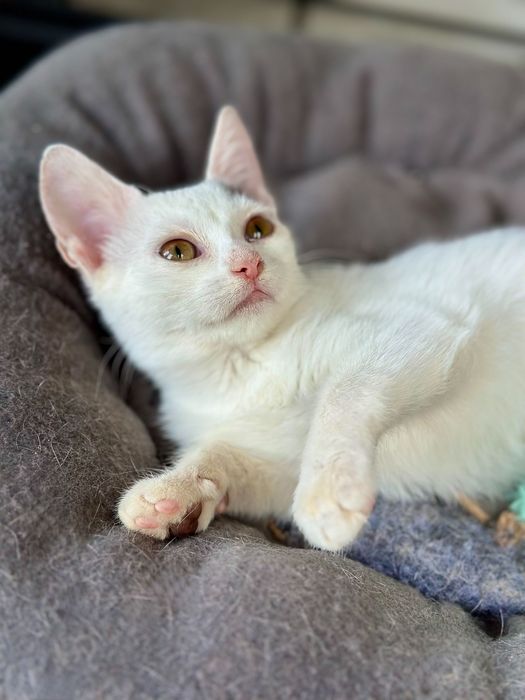 Кошеня в добрі руки кошеня безкоштовно котенок