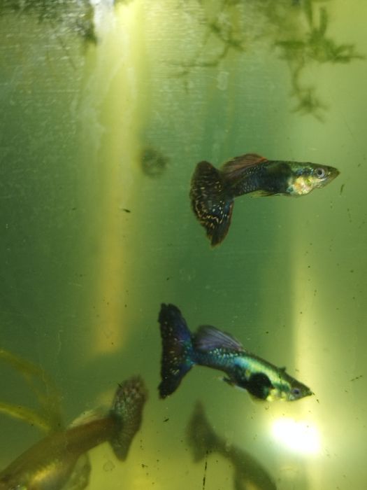 Гуппи Дамбо мозаика самцы