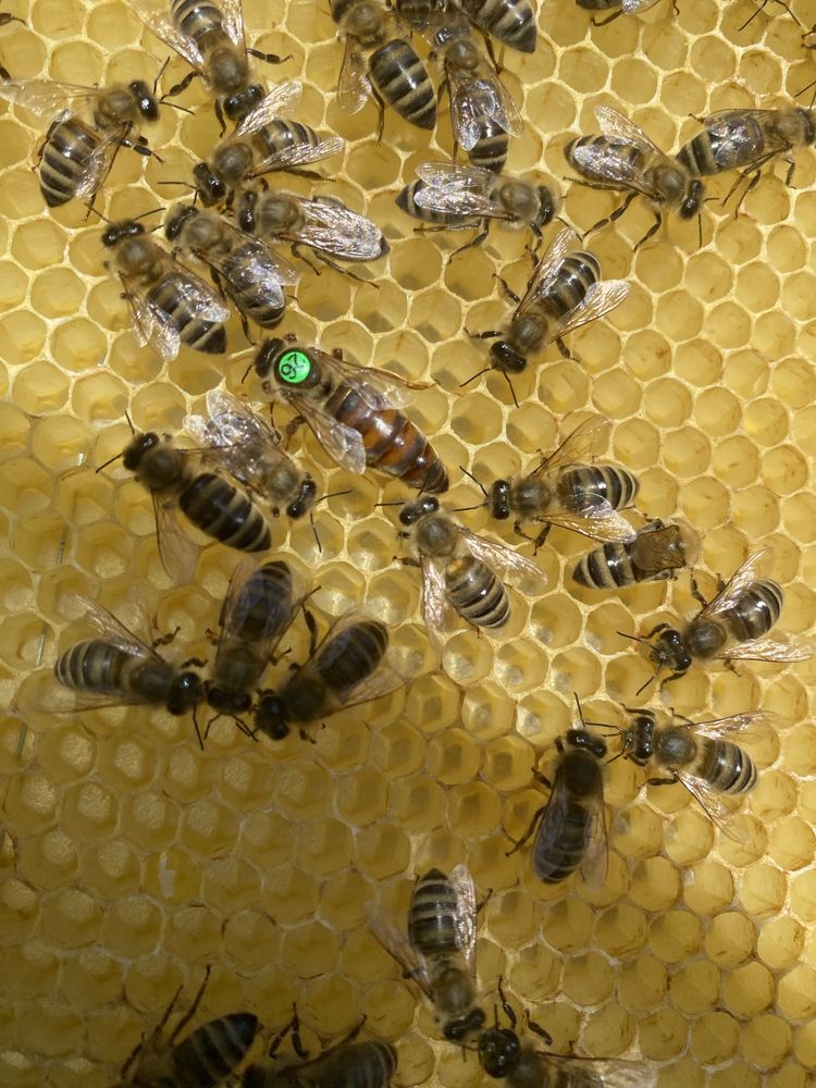 Matki pszczele naturalnie unasiennione od ręki czerwiące Krainki