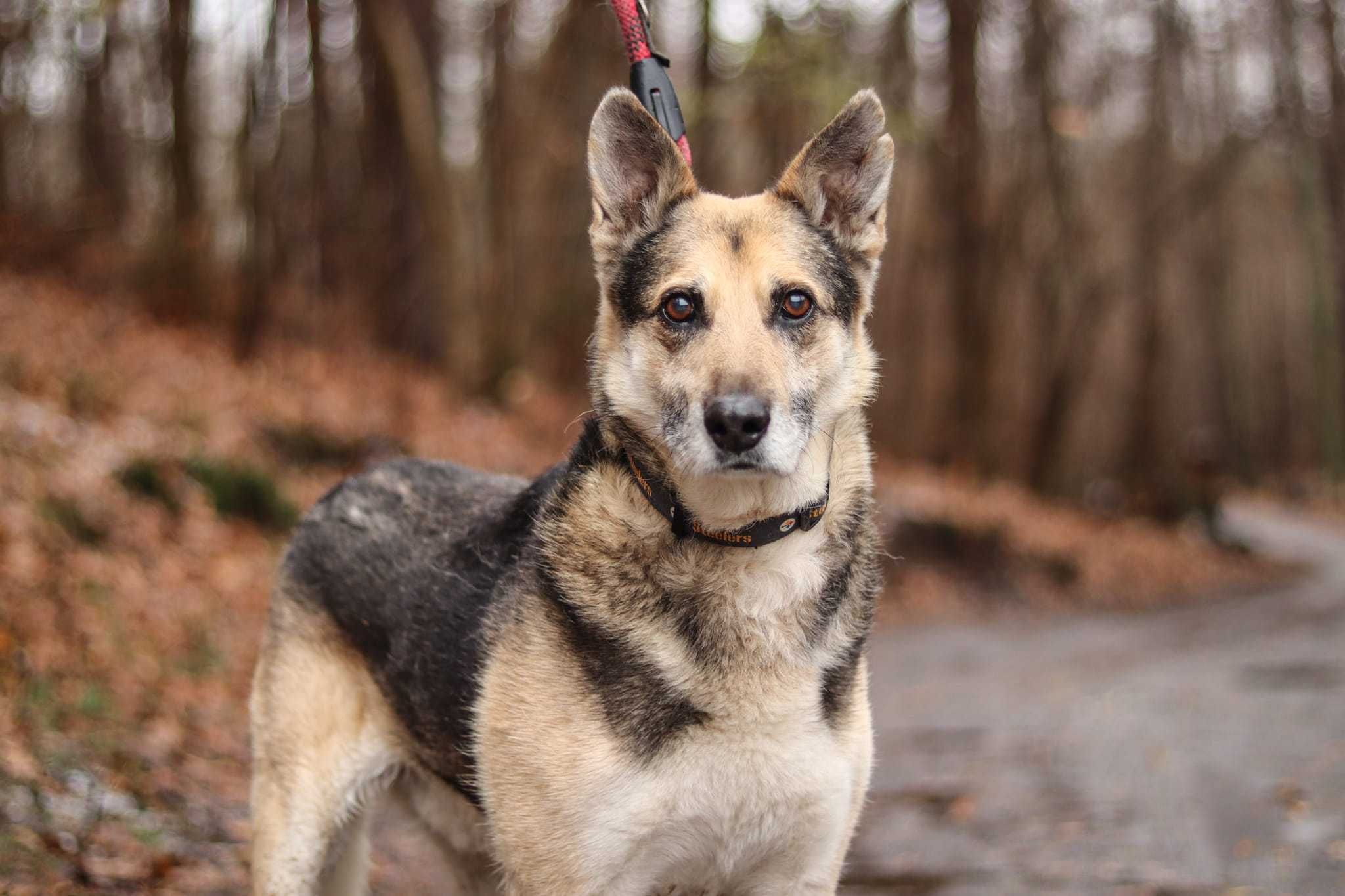 Grzeczny, przyjazny pies poleca się do adopcji