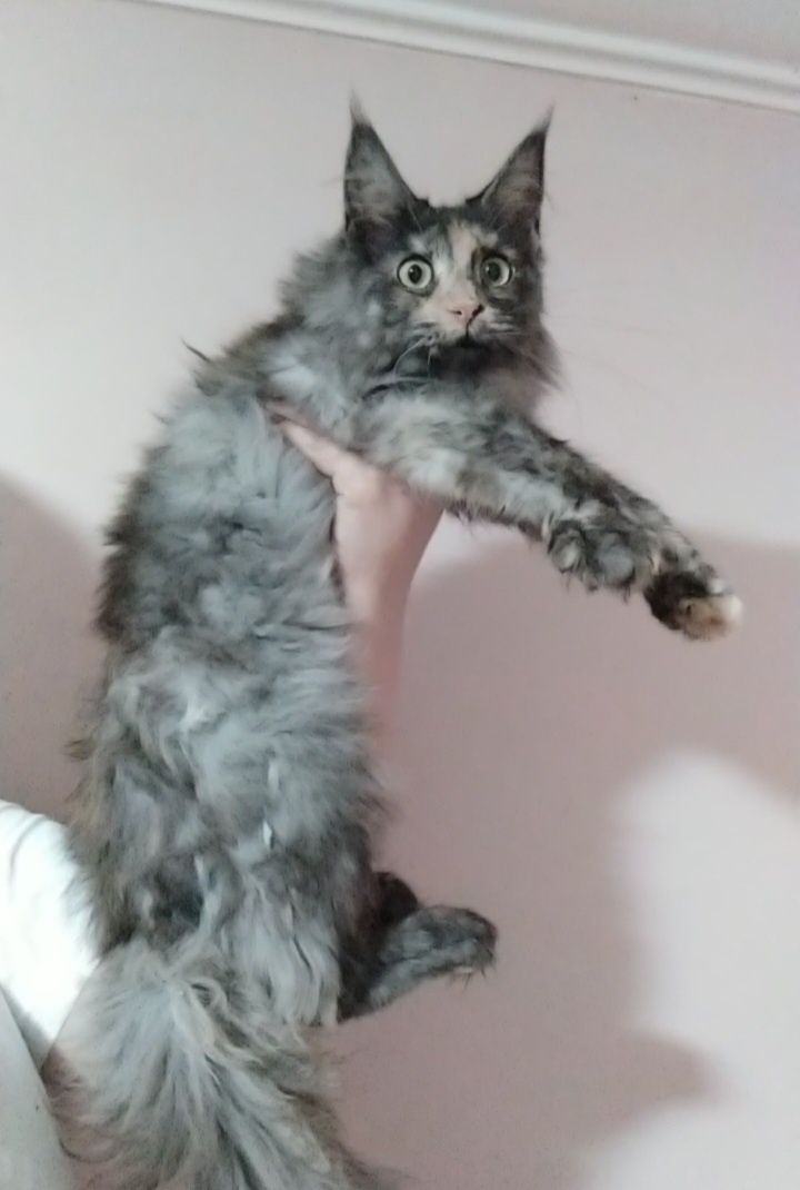 Красивейший котенок
