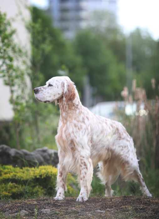Англійський сетер