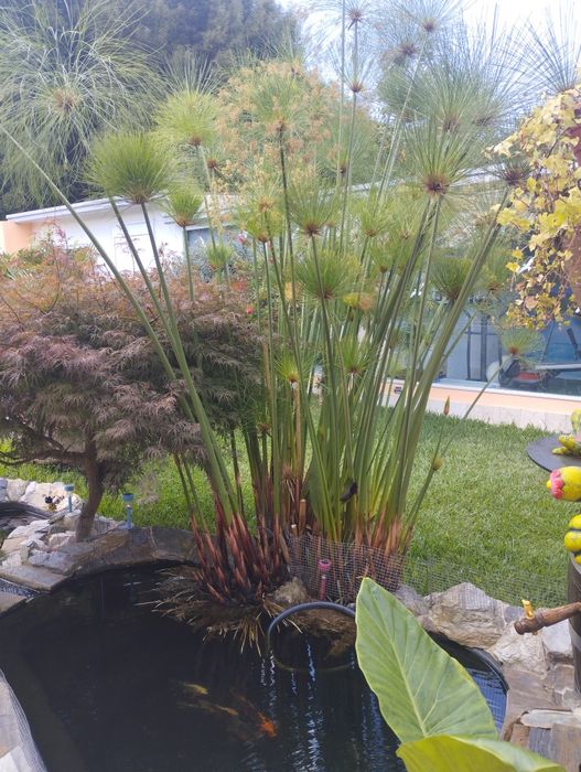 Papiros para jardim ou lago
