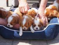 Cavalier King Charles Spaniel