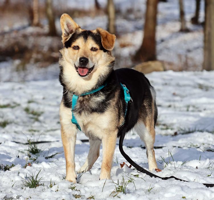 Cynamon czeka na dom.
