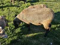 Vendo borrego suffolk