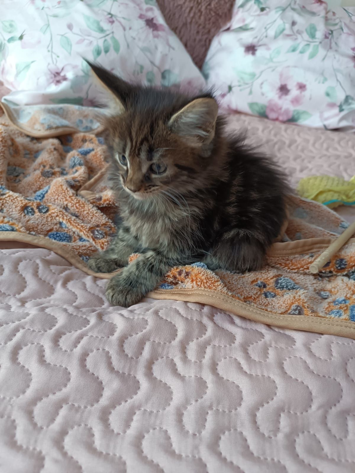 Maine coon FPL.Kotek,,kot rasowy