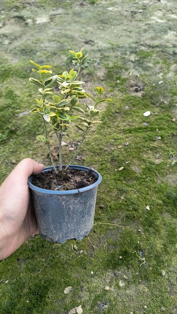 Бересклет Емеральд Ґолд горщик