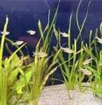 Pack de peixes  tetra  limao