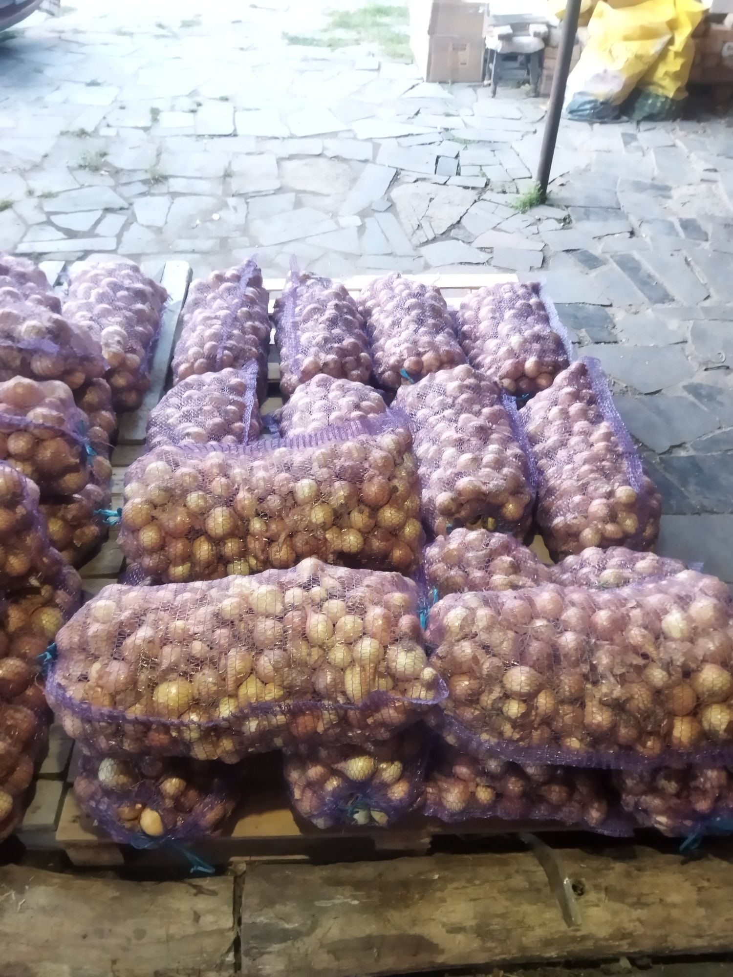 Продам цибулю Голандського сорту радар