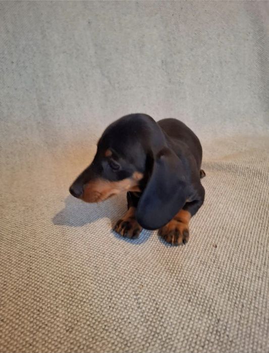 Piesek Jamnik Krótkowłosy Czarny Podpalany