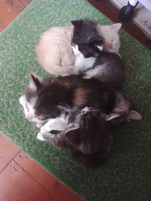 Кошенята безкоштовно!