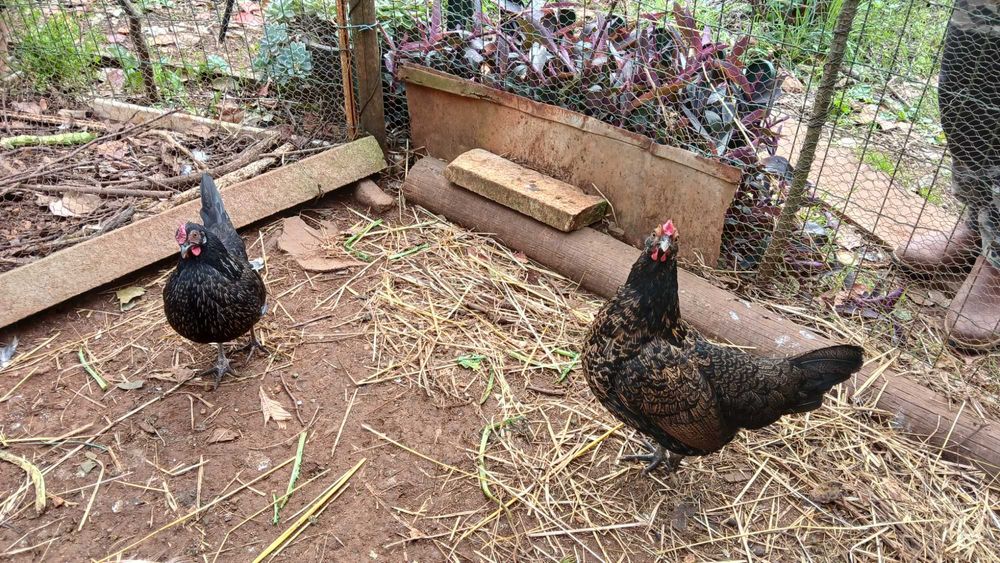 Galinha da Índia (charito) cruzado Mil Flores