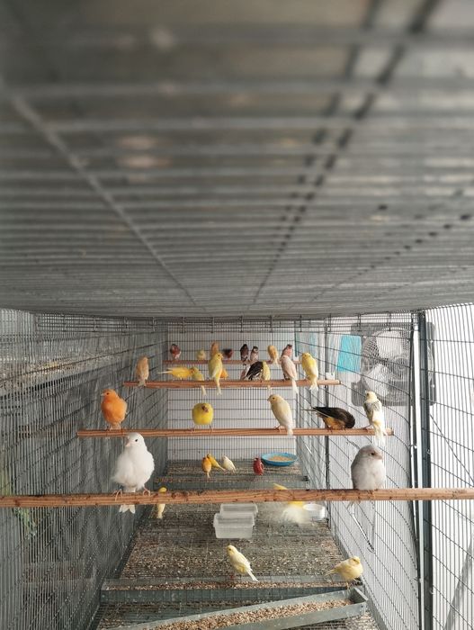 Canários de raça e normais