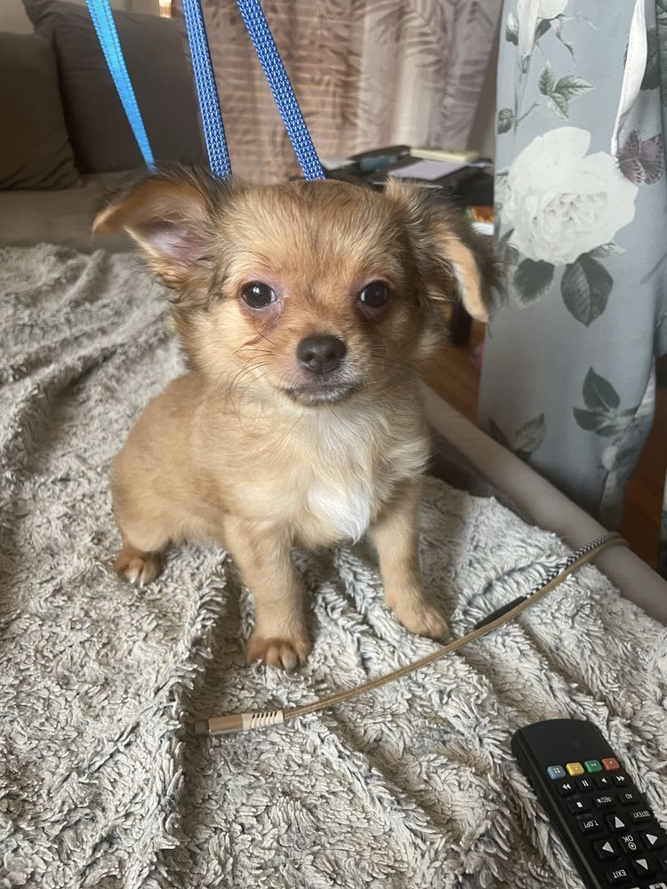 Chihuahua długowłosy