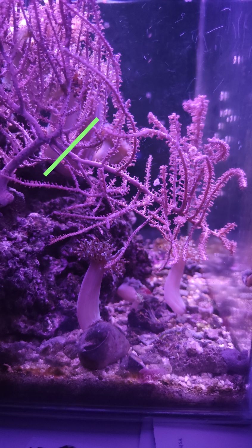 Pseudogorgonia, koralowiec