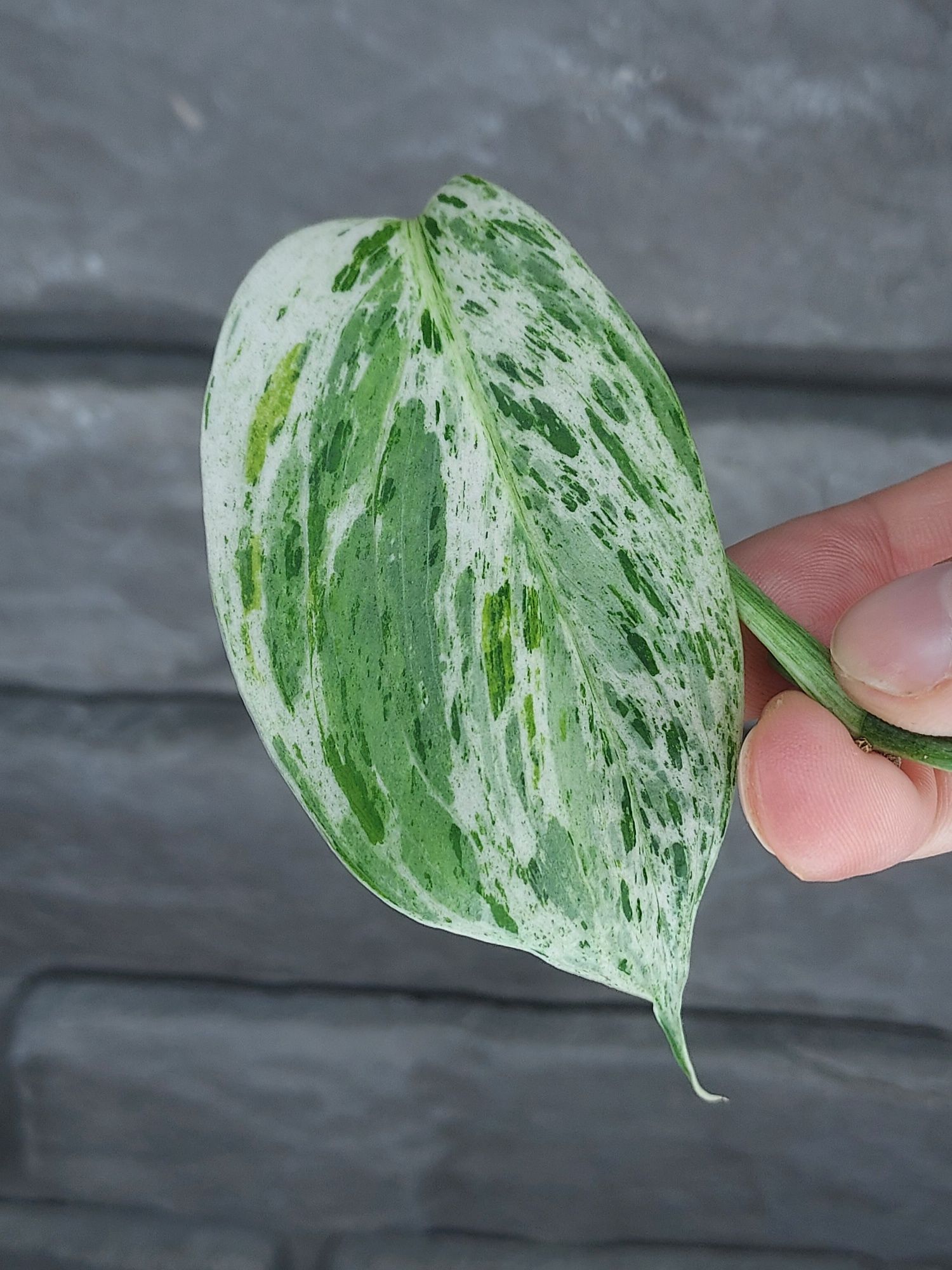 Scindapsus Blue Albo Variegata Indonesian Form #1