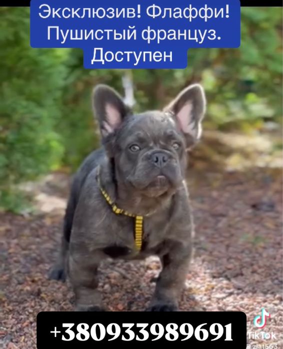 Флаффи пушистый голубой француз 4 мес