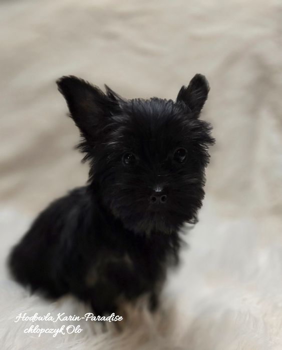 Yorkshire terrier piesek