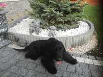 Cocker Spaniel Angielski suczka  4 letnia