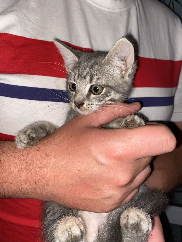 Безкоштовне кошеня