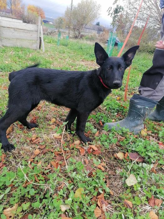 suczka owczarkek niemiecki