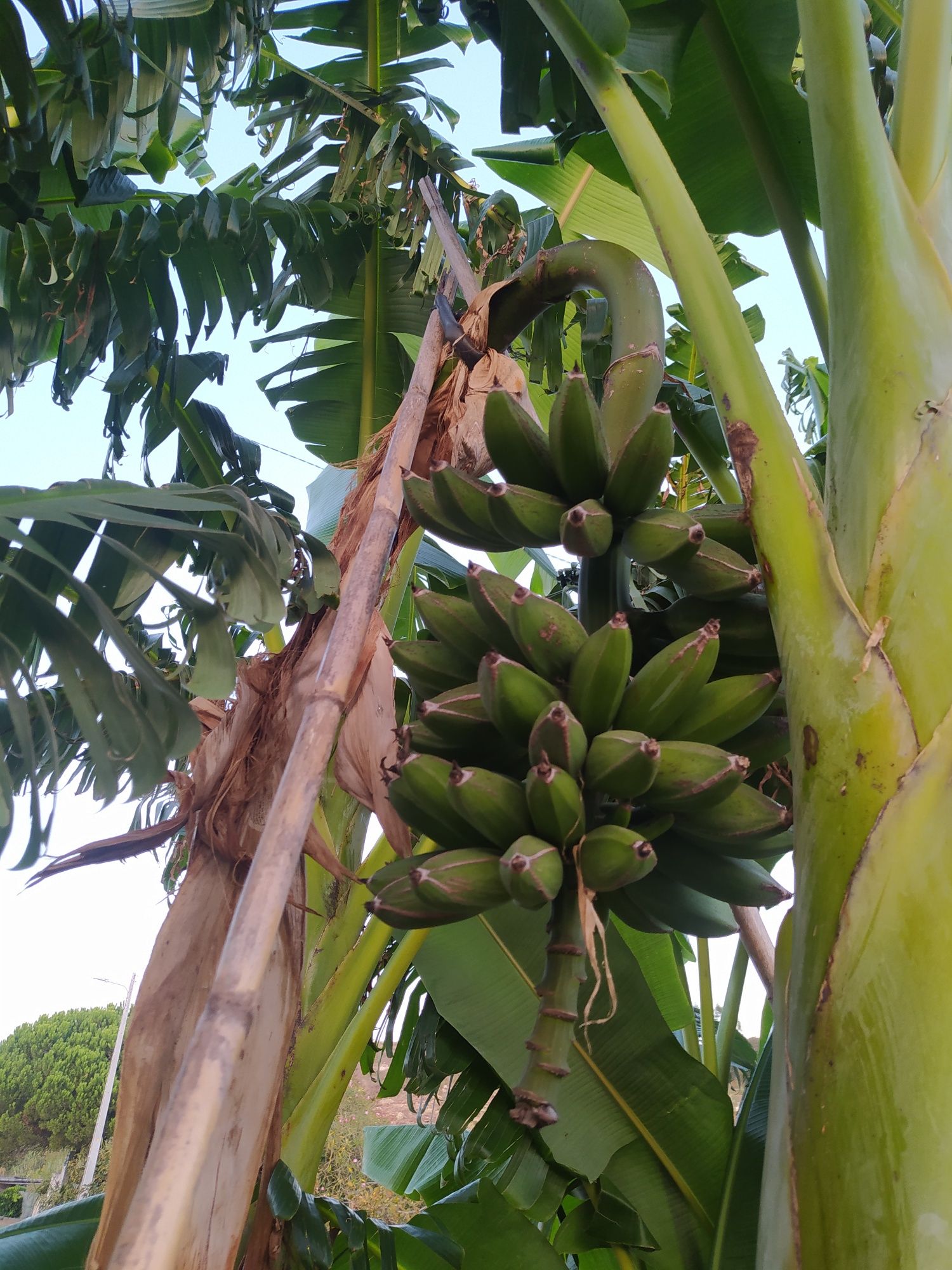 Bananeiras enrraizadas vários tamanhos " Banana maçã "