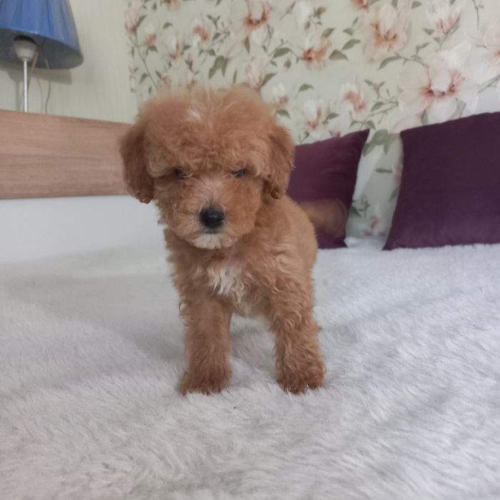 Большой выбор малышей мальтипу