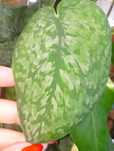 Scindapsus silver splash ukorzeniony