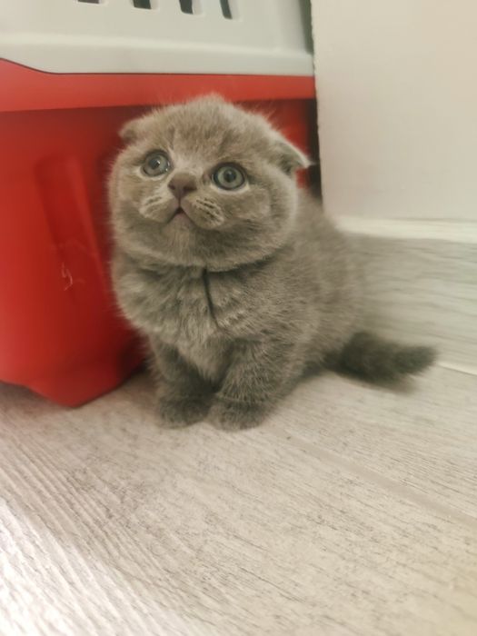 Шотландські кошенята