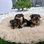 Sunia york Yorkshire terrier śliczna malutka sunia xs