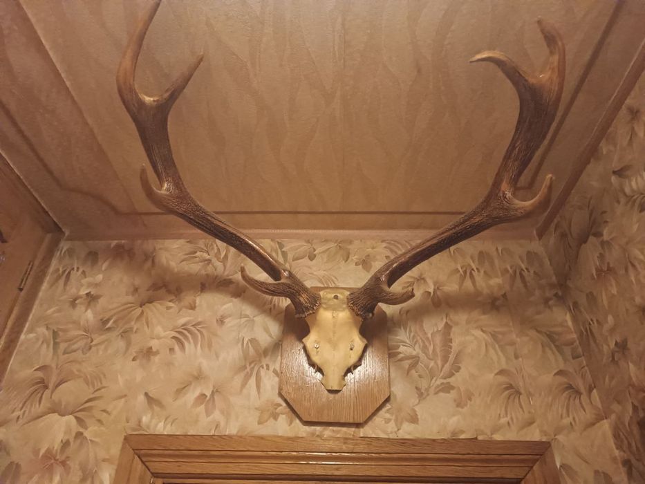 Роги оленя натуральні