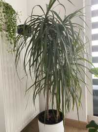 Dracena, monstera