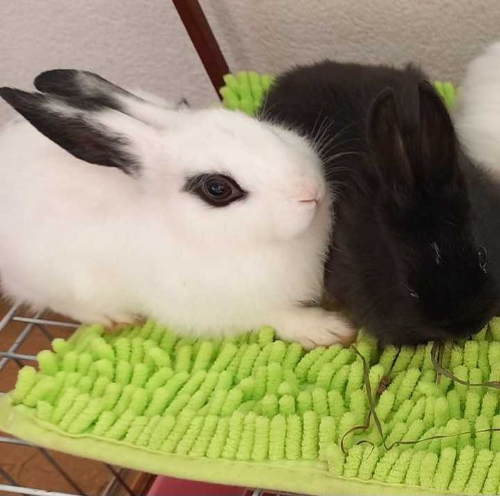 Sliczne kroliczki miniaturki