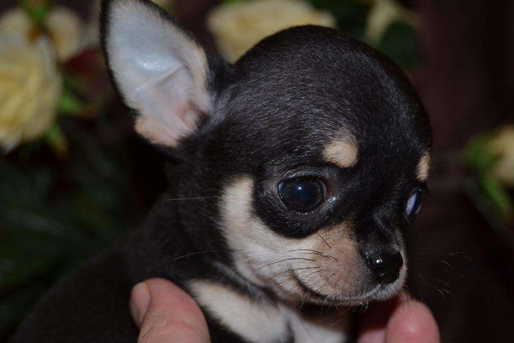 *Породные щенки чихуахуа: питомник