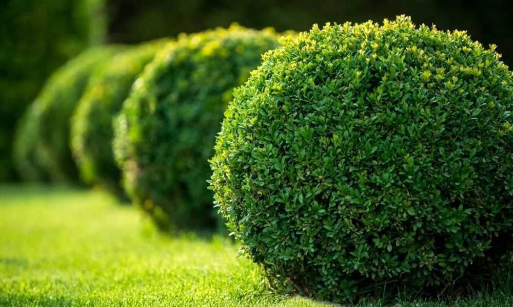 Саджанці самшиту (Роздріб, Опт)/ Саженцы Самшита. Пестролистный самшит