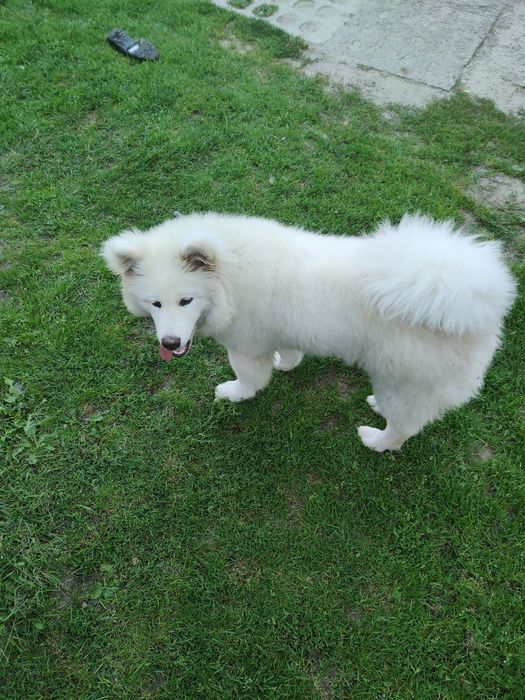 Długowłose Szczenię Japońska Akita Inu