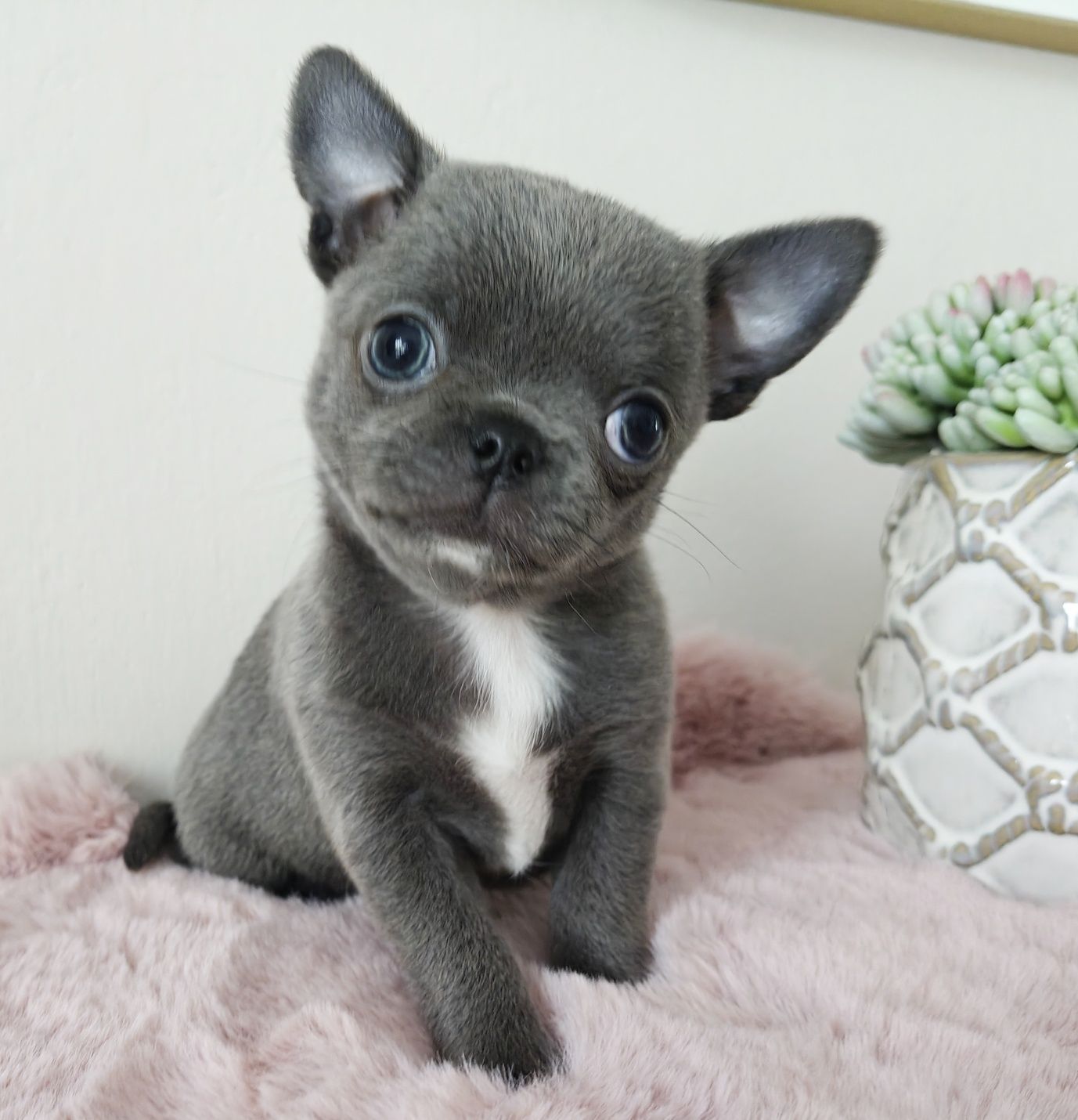 JENET gotowa do odbioru cudeńko suczka niebieska chihuahua