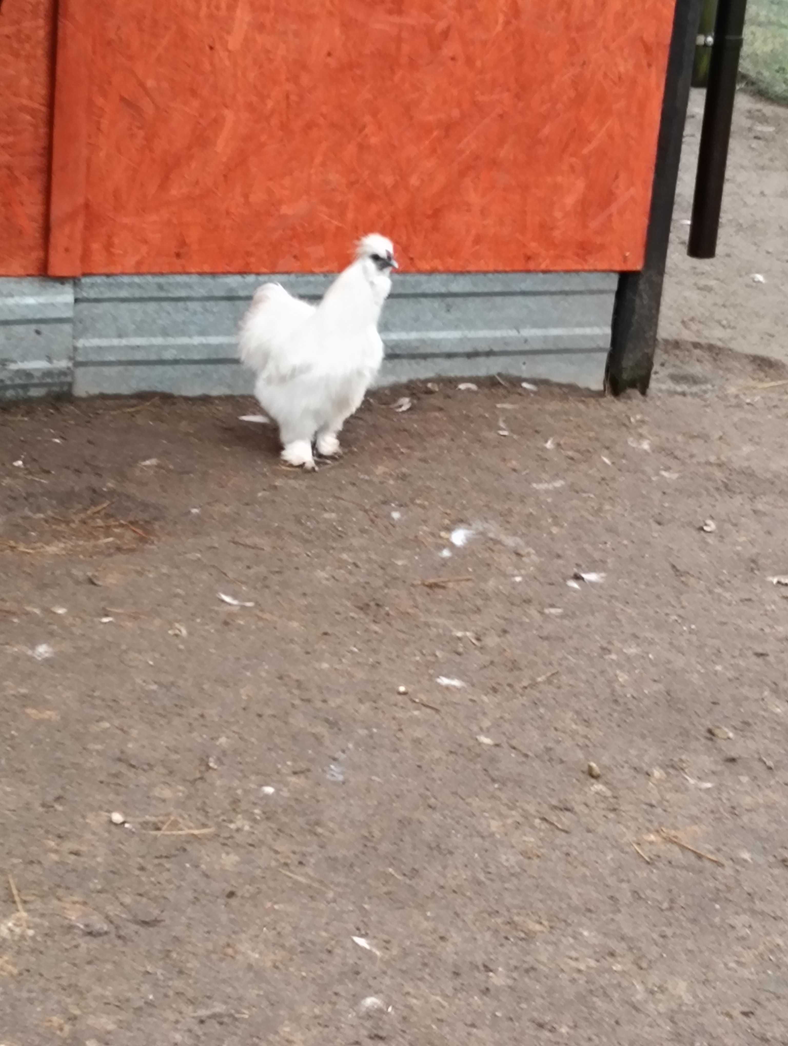 Sprzedam kogutki silki
