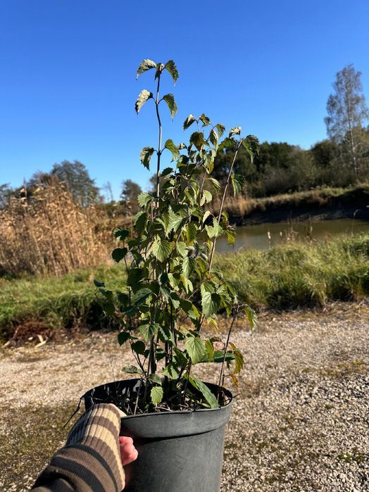 Kalina ząbkowana 'Blue Muffin' (Viburnum dentatum) Doniczka 10L