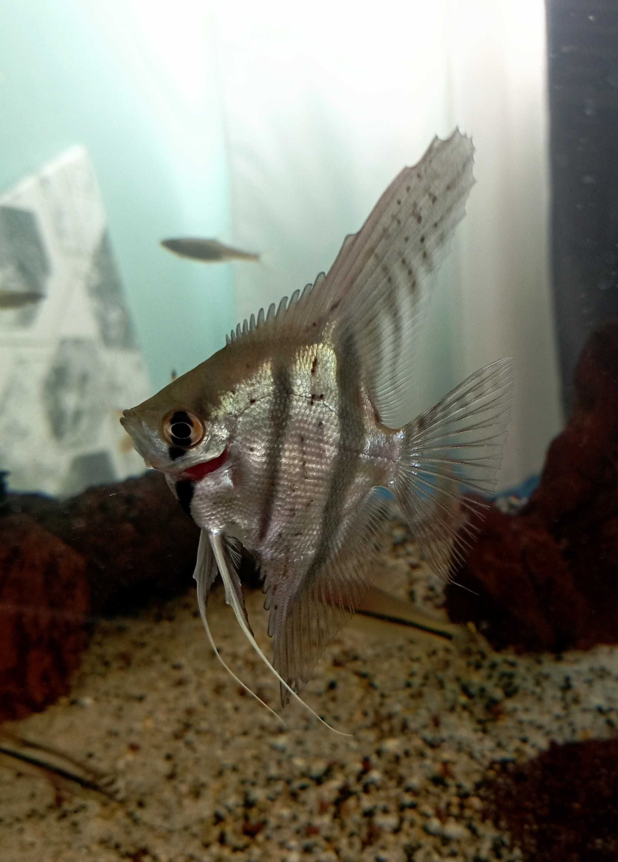 Peixes para venda