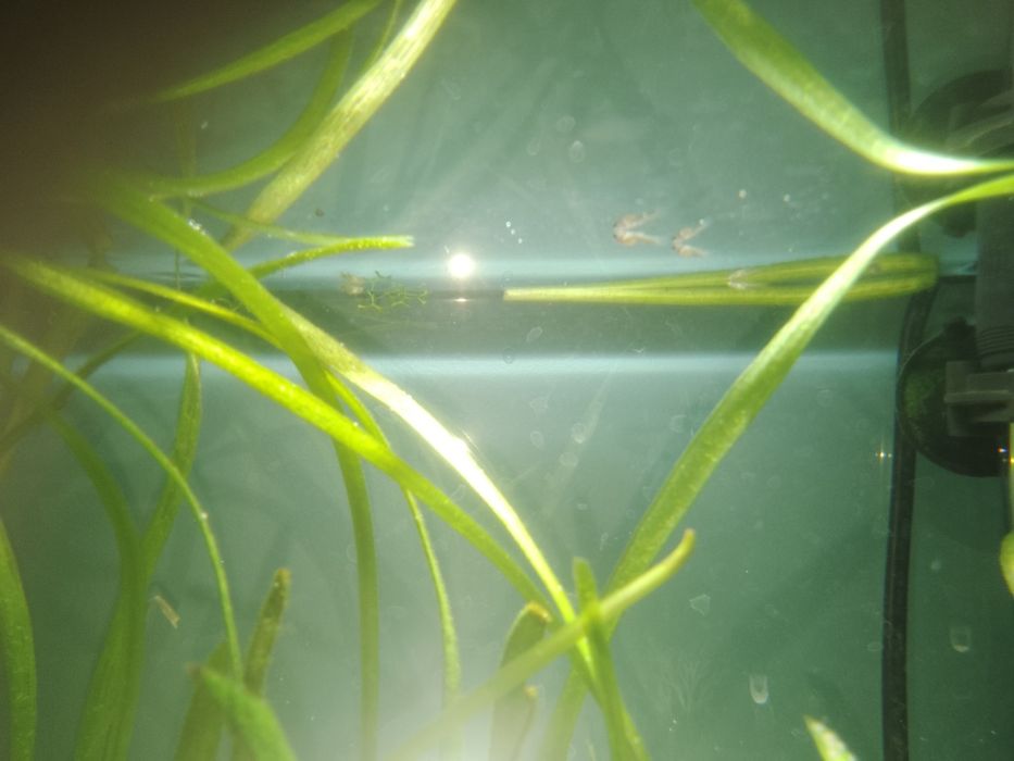 Sprzedam ryby małe i większe