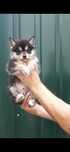 Щенки Помски ф2 Pomsky