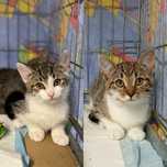 Fabio & Bianca //kociaki do adopcji, oddam kota