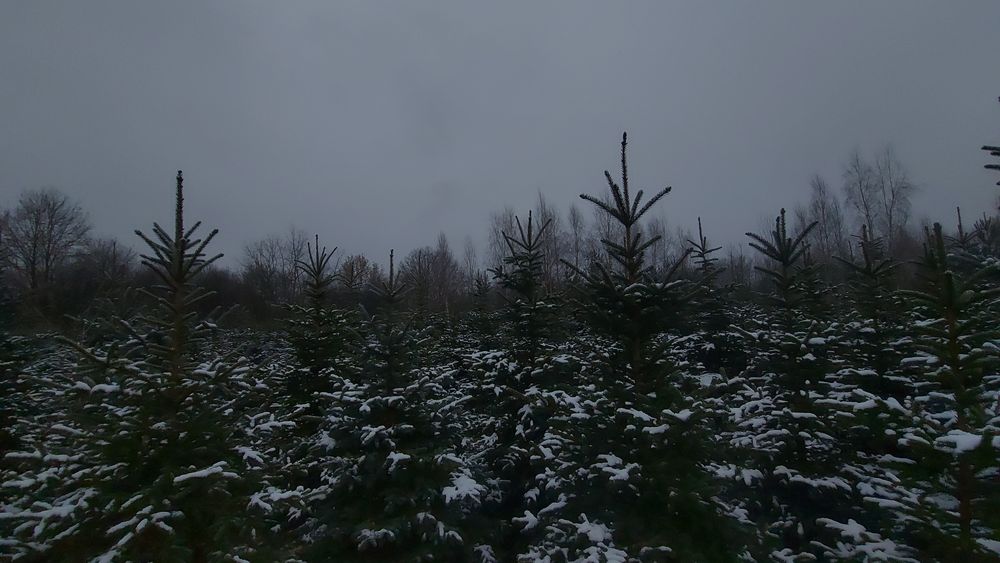 Choinki świerki zielone i srebrzyste