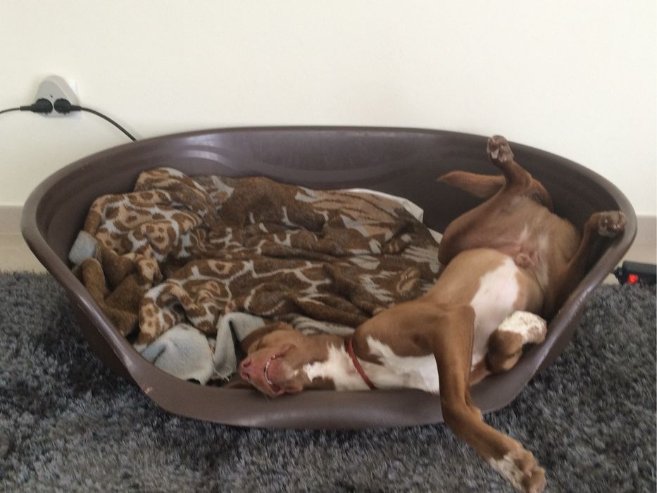 Cama grande para cão