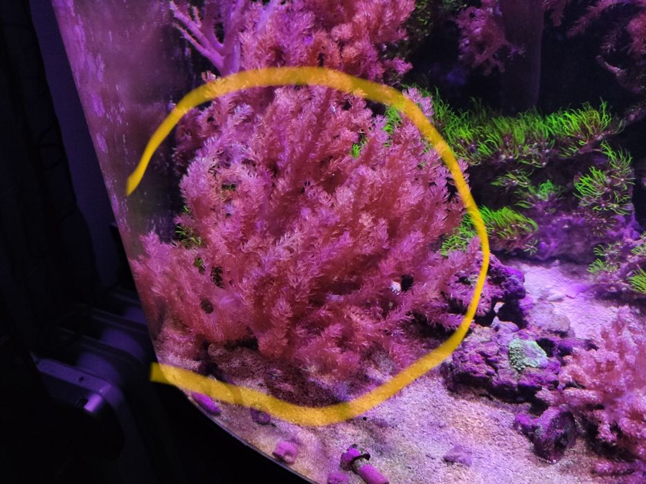 Coral Capnella tree