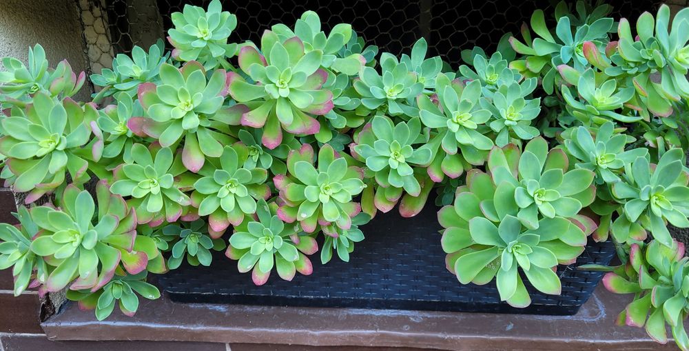 Roślina na taras lub balkon.Sadum palmeri.