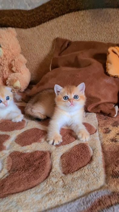 Вислоухие и Прямоухие золотая шиншилла